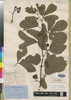 Type of Vitis obtusata Welw. ex Baker [family VITACEAE]