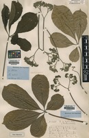 Type of Vitex golungensis Baker [family VERBENACEAE]