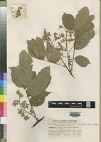 Isotype of Platysepalum violaceum E.P.Sousa var. ebracteolatum [family LEGUMINOSAE]