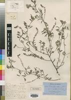 Type of Indigofera setiflora Baker [family LEGUMINOSAE]