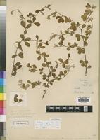 Type of Crotalaria sericifolia Baker f. var. gweloensis [family LEGUMINOSAE]