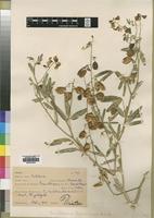 Isolectotype of Crotalaria barnabassii Dinter ex Baker f. [family LEGUMINOSAE]