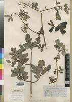 Type of Hippocratea parvifolia Oliv. [family CELASTRACEAE]