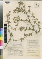 Holotype of Hibiscus okavangensis Exell [family MALVACEAE]