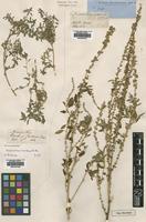 Type of Amaranthus interruptus R.Br. [family AMARANTHACEAE]