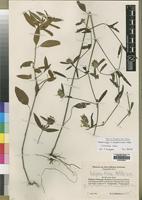 Type of Dicliptera olitoria Mildbr. [family ACANTHACEAE]