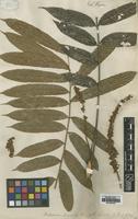 Isotype of Talisia pinnata (Ruiz & Pav.) Radlk. [family SAPINDACEAE]