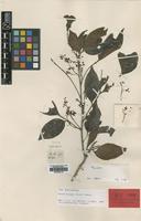 Isotype of Cupania pleuropteris Hiern var. bijuga [family SAPINDACEAE]