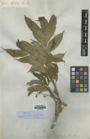 Type of Streptostigma viridiflorum Thwaites [family SAPINDACEAE]