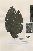Holotype of Nauclea megaphylla S.Moore [family RUBIACEAE]