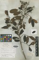 Isotype of Schinus rhoifolia Mart. [family ANACARDIACEAE]