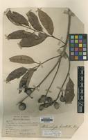 Syntype of Melanochyla bracteata King [family ANACARDIACEAE]