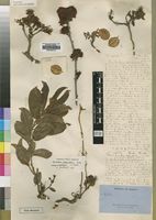 Type of Combretum platypetalum Welw. ex Lawson [family COMBRETACEAE]