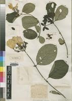 Type of Mussaenda nijensis R.D.Good [family RUBIACEAE]