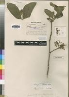 Type of Vangueria tomentosa Hochst. [family RUBIACEAE]