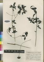 Isotype of Pavetta delagoensis Bremek. [family RUBIACEAE]