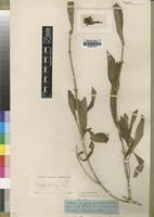 Type of Pavetta herbacea Bremek. [family RUBIACEAE]