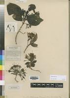 Type of Pavetta phillipsiae S.Moore [family RUBIACEAE]
