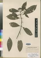 Isotype of Pavetta yalaensis Bremek [family RUBIACEAE]