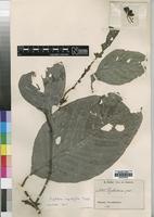 Isotype of Psychotria ingentifolia E.M.A.Petit [family RUBIACEAE]