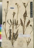Isotype of Valeriana capensis Thunb. [family VALERIANACEAE]
