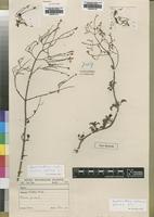Type of Aeollanthus crenatus S.Moore [family LAMIACEAE]