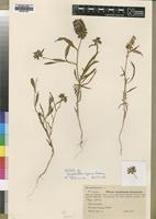 Isotype of Hermbstaedtia nigrescens Suess. [family AMARANTHACEAE]