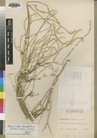 Type of Hermbstaedtia exellii (Suess.) C.C.Towns. [family AMARANTHACEAE]