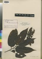 Type of Staudtia stipitata Warb. [family MYRISTICACEAE]