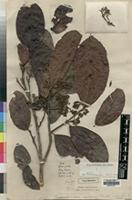 Type of Beilschmiedia ugandensis Rendle [family LAURACEAE]