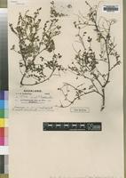 Type of Phyllanthus hutchinsonianus S.Moore [family EUPHORBIACEAE]