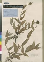 Type of Aneilema welwitschii C.B.Clarke [family COMMELINACEAE]