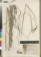 Isosyntype of Andropogon lindiensis Pilg. var. hirsitissimus [family POACEAE]