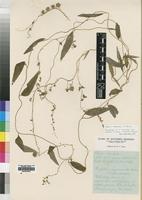 Isosyntype of Cyphia mazoensis E.Wimm. var. stellaris [family LOBELIACEAE]
