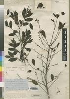 Type of Diospyros loureiriana G.Don [family EBENACEAE]