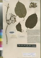 Type of Tacazzea amplifolia S.Moore [family ASCLEPIADACEAE]