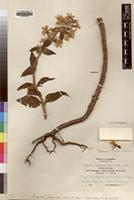 Type of Urogentias ulugurensis Gilg&Gilg-Ben. [family GENTIANACEAE]