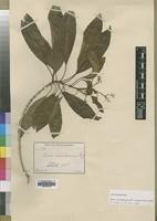 Isotype of Nuxia volkensii Gilg [family BUDDLEJACEAE]