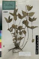 Type of Dipteracanthus genduanus Schweinf. [family ACANTHACEAE]