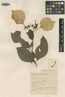 Type of Mussaenda longisepala Geddes [family RUBIACEAE]