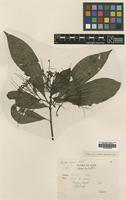 Type of Pavetta aspera Craib [family RUBIACEAE]
