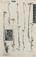 Type of Saxifraga hirculus L. [family SAXIFRAGACEAE]