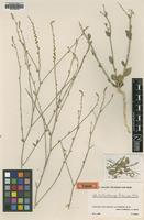 Type of Anthochlamys rechingeri Aellen [family CHENOPODIACEAE]