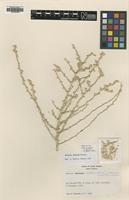 Type of Salsola arabica Botsch. [family CHENOPODIACEAE]