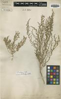 Type of Salsola vermiculata L. [family CHENOPODIACEAE]