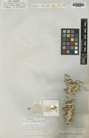 Type of Cornulaca amblyacantha Bunge [family CHENOPODIACEAE]