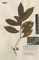 Type of Litsea breviumbellata C.K.Allen [family LAURACEAE]