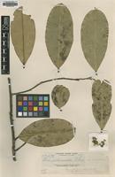Type of Thea reticulata Elmer [family THYMELAEACEAE]