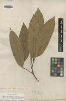 Type of Lecythis zabucajo Aubl. [family LECYTHIDACEAE]