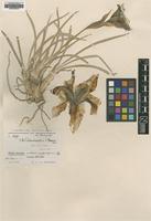 Type of Iris demawendica Bornm. [family IRIDACEAE]